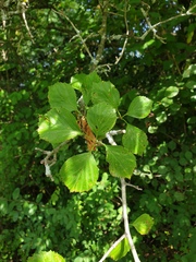 Crataegus suborbiculata