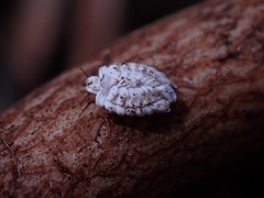 Arctorthezia occidentalis