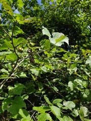 Crataegus suborbiculata