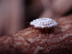 Arctorthezia occidentalis