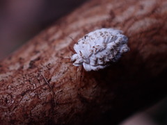 Arctorthezia occidentalis