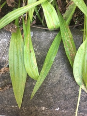 Phytomyza plantaginis