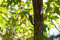 Melanerpes aurifrons