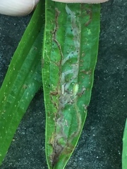 Phytomyza plantaginis