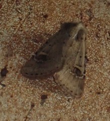 Eucoptocnemis fimbriaris