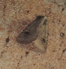 Eucoptocnemis fimbriaris