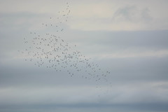 Pelecanus onocrotalus