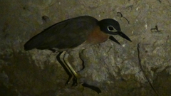 Gorsachius leuconotus