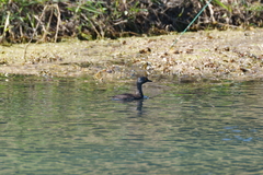 Tachybaptus dominicus