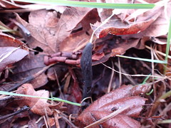 Geoglossum umbratile