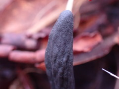 Geoglossum umbratile