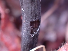 Geoglossum umbratile