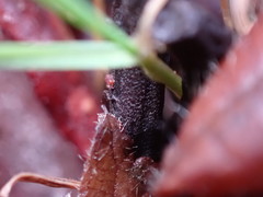 Geoglossum umbratile