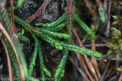Cassiope lycopodioides