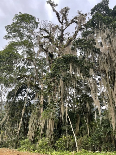 Tillandsia usneoides image