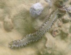 Hermodice carunculata