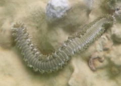 Hermodice carunculata