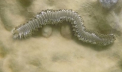 Hermodice carunculata