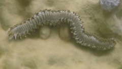 Hermodice carunculata