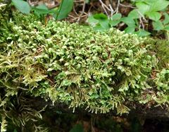 Diplophyllum plicatum