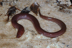 Amphiuma pholeter