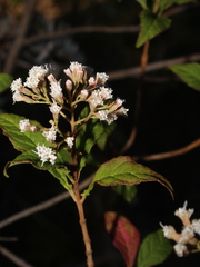 Ageratina ligustrina