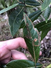 Phyllocnistis hyperpersea