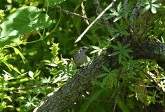 Basileuterus culicivorus
