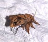 Euclea Slug Moths - Photo (c) Laura Gaudette, some rights reserved (CC BY), uploaded by Laura Gaudette