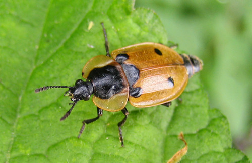 Four-spotted Carrion Beetle, photo 4 of 10