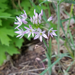 Allium bisceptrum