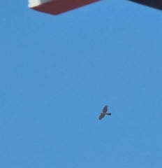 Accipiter