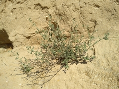 Heliotropium ramosissimum