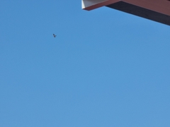 Accipiter