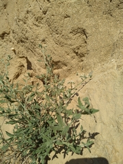 Heliotropium ramosissimum