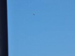 Accipiter