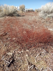 Eriogonum baileyi