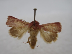 Australothis rubrescens