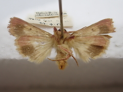 Australothis rubrescens