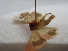 Australothis rubrescens