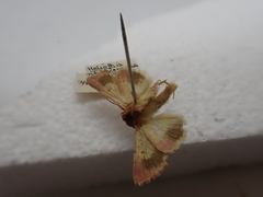 Australothis rubrescens