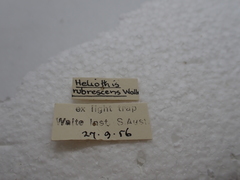 Australothis rubrescens