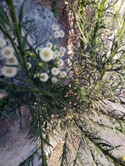 Erigeron bonariensis