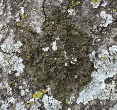 Melanohalea subolivacea