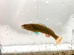 Etheostoma whipplei