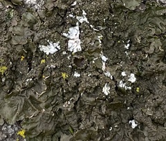 Melanohalea subolivacea