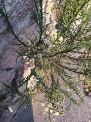Erigeron bonariensis