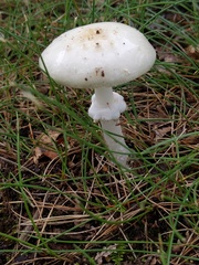 Amanita russuloides