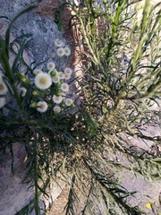 Erigeron bonariensis