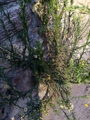 Erigeron bonariensis